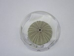 P1232642-t.jpg