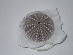 P1232653-t.jpg