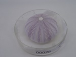 P1232666-t.jpg
