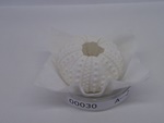 P1232670-t.jpg
