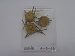 P1232687-t.jpg
