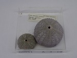 P1232690-t.jpg