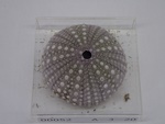 P1232691-t.jpg