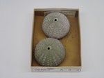 P1232692-t.jpg