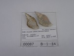 P1232726-t.jpg