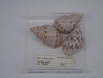 P1232735-t.jpg