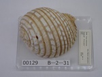 P1232768-t.jpg