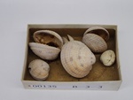 P1232774-t.jpg