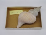 P1232776-t.jpg