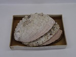 P1232782-t.jpg